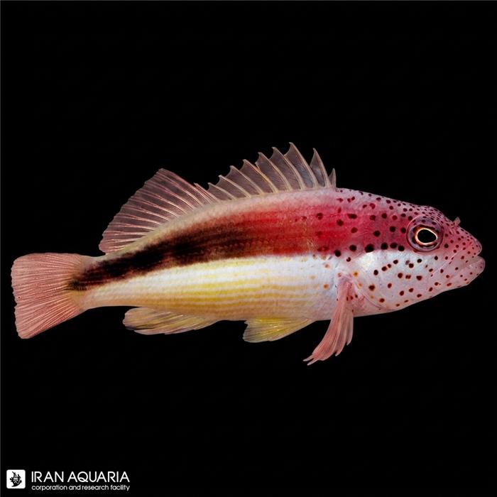 شاهین ماهی فارستری (Freckled Hawkfish)