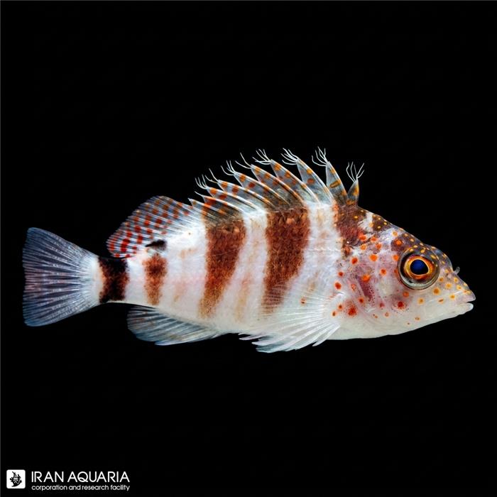 شاهین ماهی دوخال (Two Spot Hawkfish) 