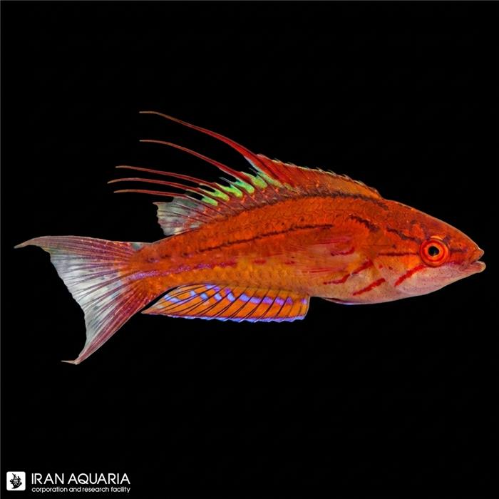 راس فلشر فیلامنتد (Filamented Flasher Wrasse)