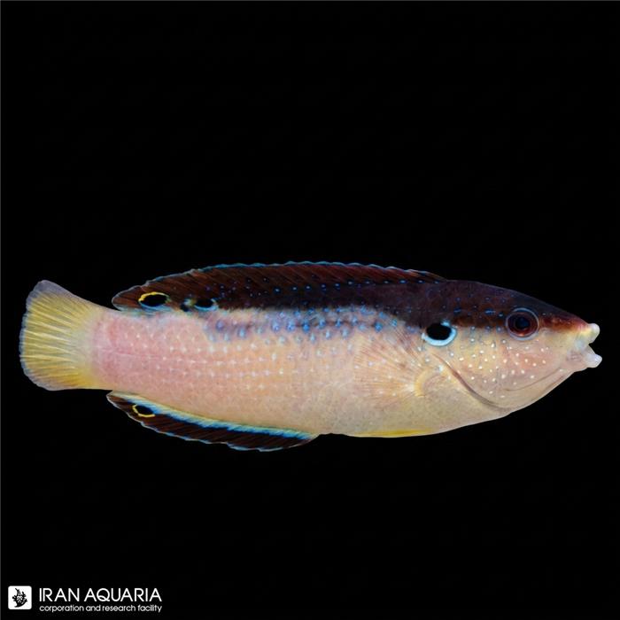 راس پشت سیاه (Black-backed Wrasse)