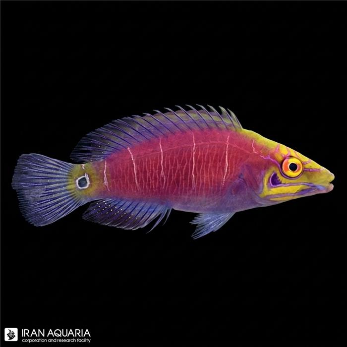 راس میستری (Mystery Wrasse)