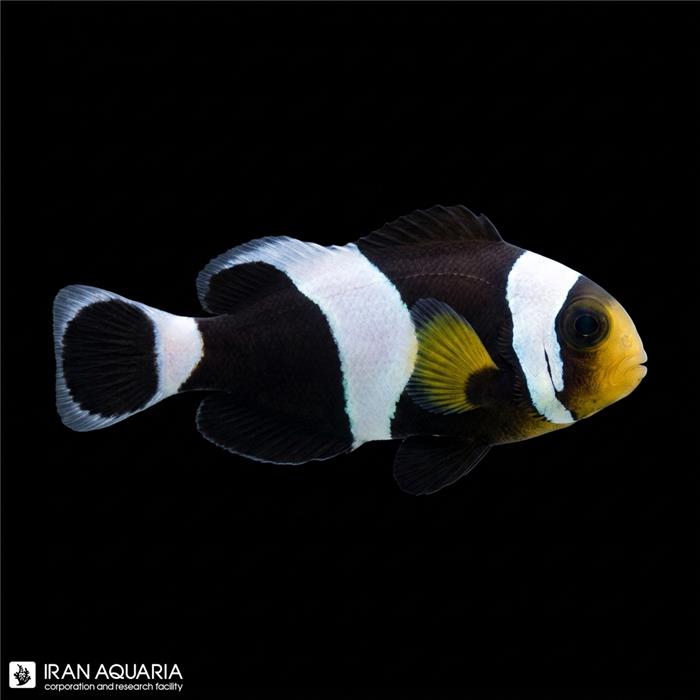 دلقک ماهی آفریقایی کله زرد وارداتی (Saddleback Clownfish )