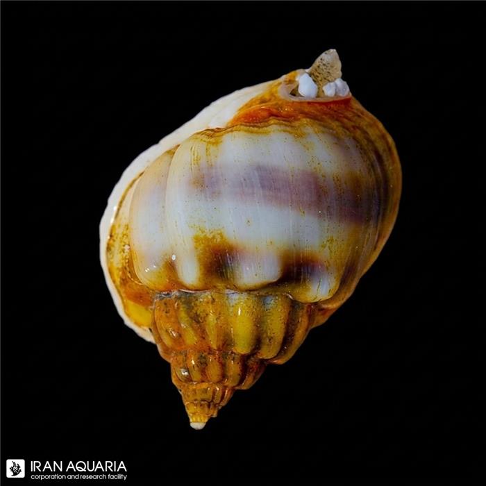 حلزون ناساریوس ( Nassarius Snail )