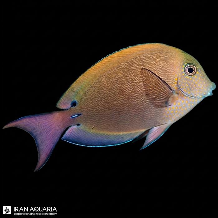 جراح ماهی رد داسکی (Red Dusky Tang)