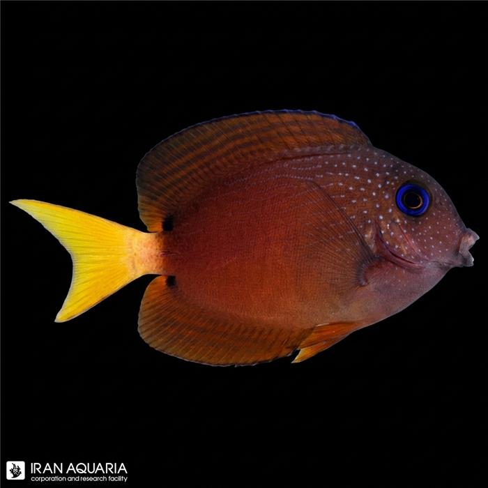 جراح ماهی دندان زبر دو خال (Two Spot Bristletooth Tang )