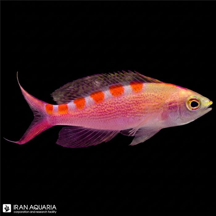 آنتیاس لوری خال قرمز ( Lori's Anthias )