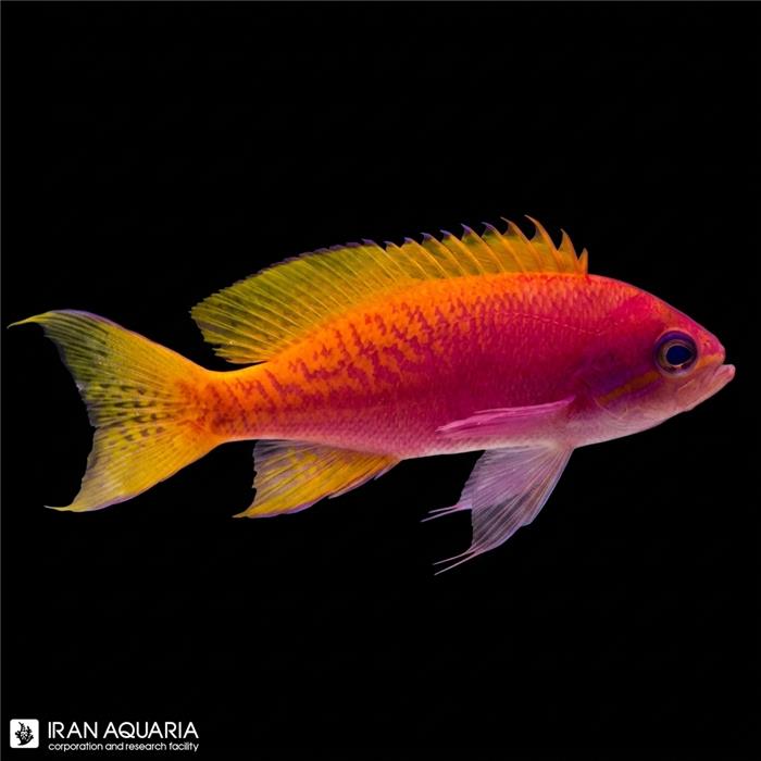 آنتیاس دو خال هندی ( Bimaculatus Anthias )