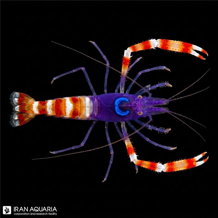 میگو باکسر آبی (Banded Coral Shrimp, Blue )