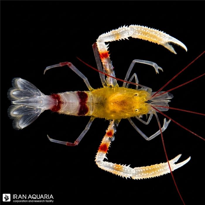 میگو باکسر طلایی (Banded Coral Shrimp, Gold )