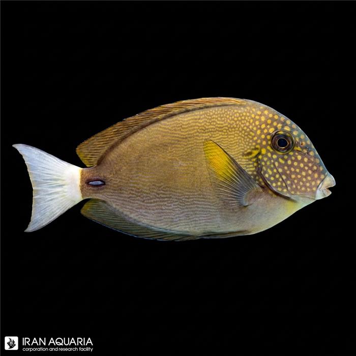 جراح ماهی صورت خالدار (The White-freckled Surgeonfish)