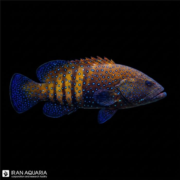 Blue Dot Grouper