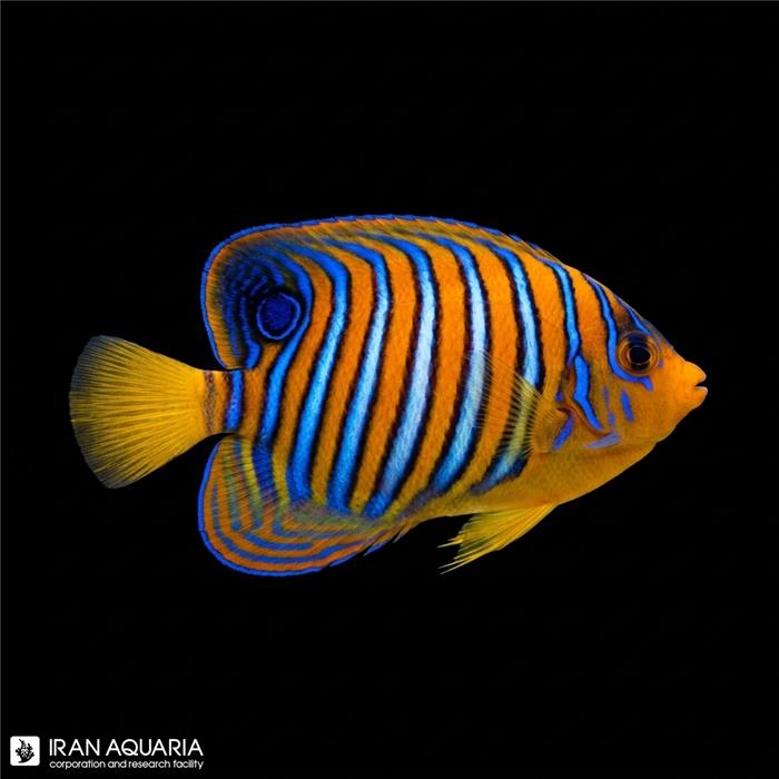 فرشته ماهی رگال هندی (Indian Regal Anglefish)