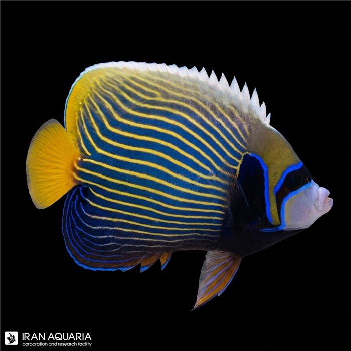 فرشته ماهی امپراطور هندی بالغ (Indian Emperor Angelfish)