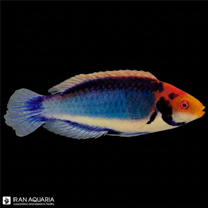 راس فرشته سولون (Red Head Solon Fairy Wrasse)