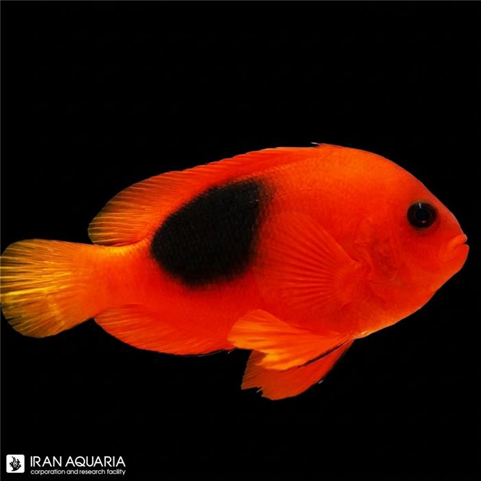 دلقک ماهی آتشین (Red Saddle Clownfish)