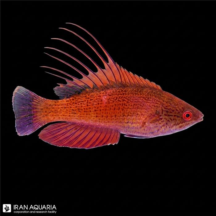 راس فلشر باله آبی ( Linespot Flasher Wrasse )