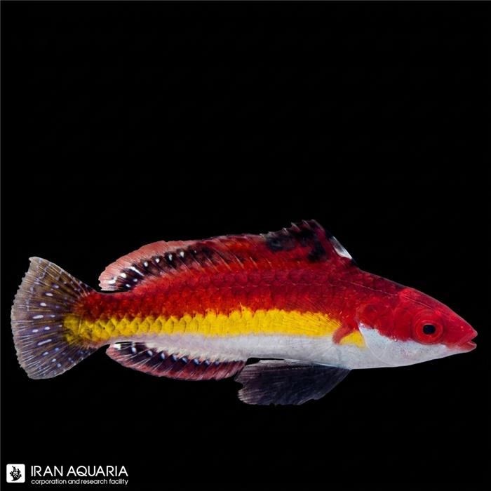 راس فرشته ی نائوکو (Naoko's Fairy Wrasse)