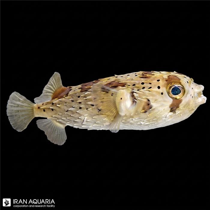 پافر دیودون (Diodon Puffer)