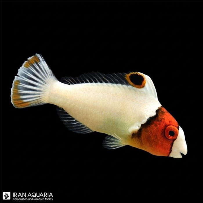 طوطی ماهی دو رنگ ( Bicolor Parrotfish)