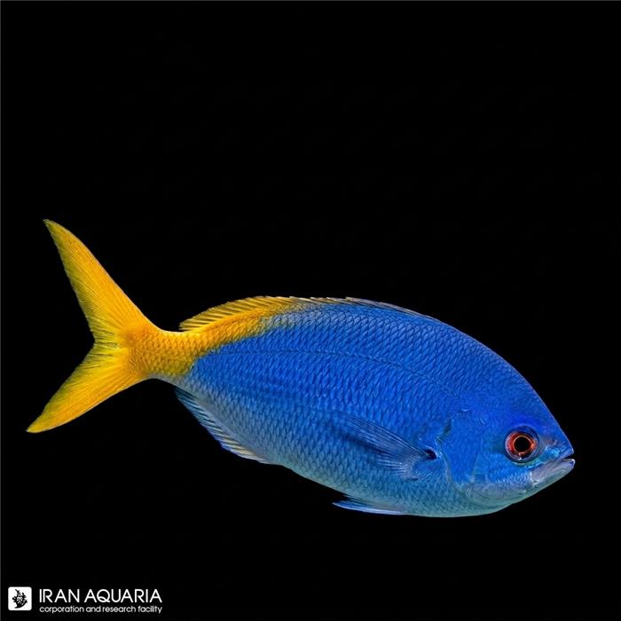 فاسیلیر آبی زرد ( Blue and Yellow Fusiler )