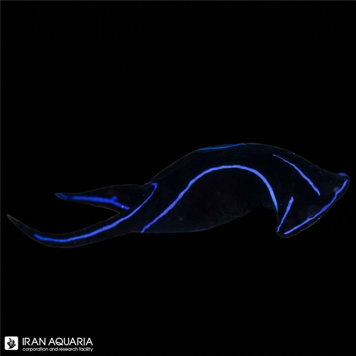 خرگوش فلت ورم خوار ( Blue Velvet Nudibranch )