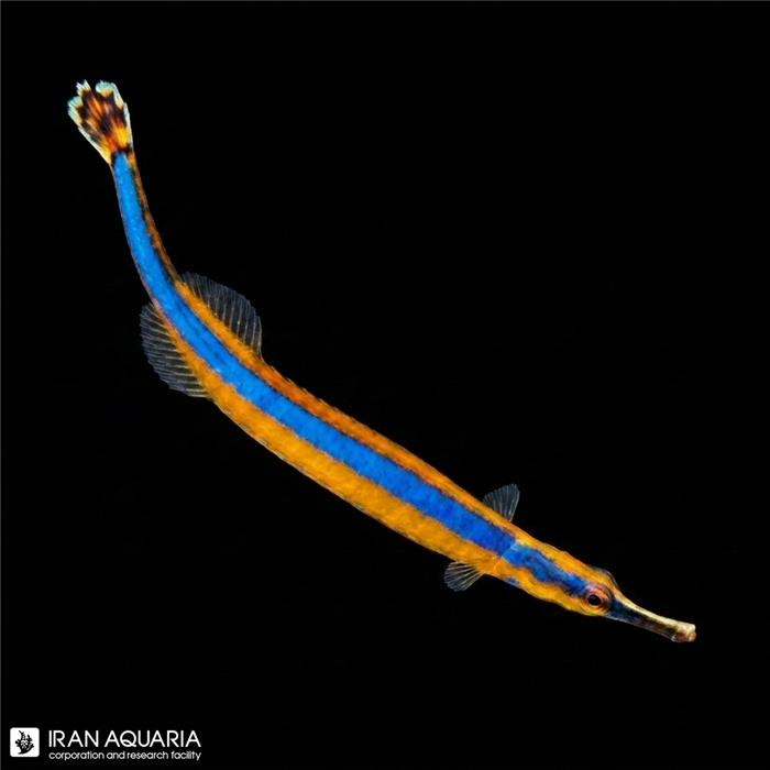 پایپ ماهی خط آبی (Bluestripe Pipefish)
