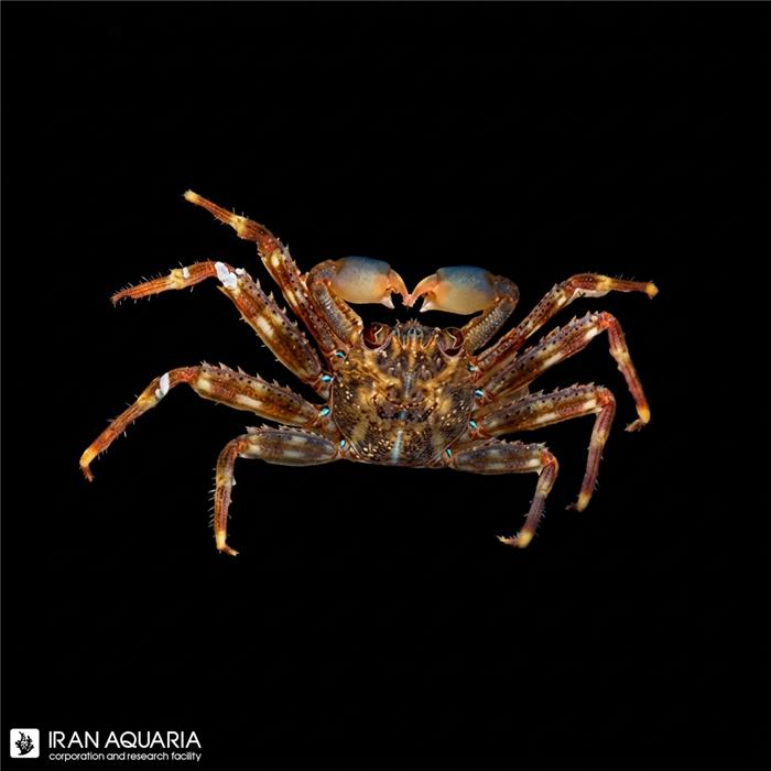 خرچنگ لایت فوت (Light Foot Crab)