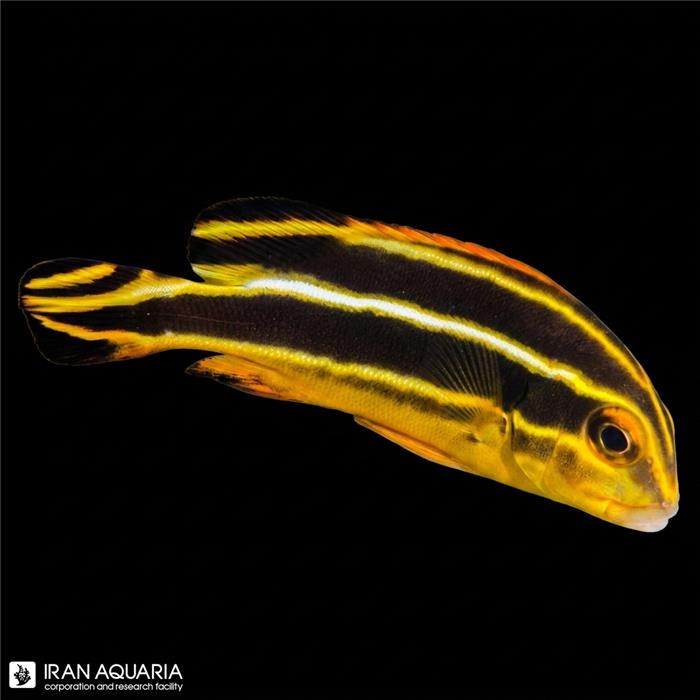 لب شکری ویتاتوس (Yellow Lined Sweetlips)