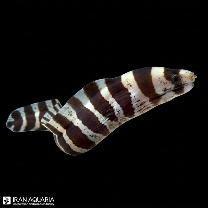 مارماهی پالیزونا (Girdled Moray Eel)
