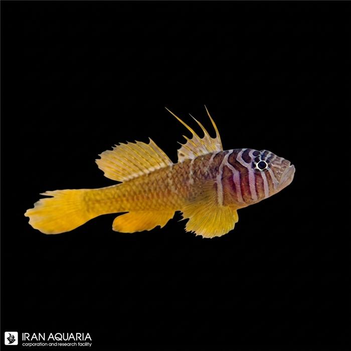 گابی هف بارد (Half Barred Goby)