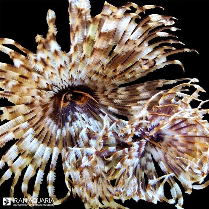 کرم لوله ای(Tube Worm)