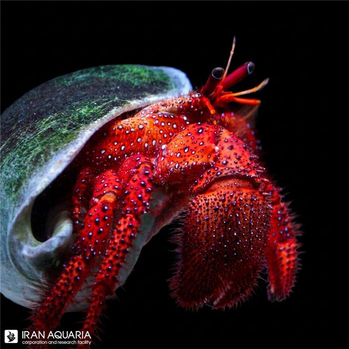 هرمیت قرمز خال سفید (Red White Spotted Hermit Crab)