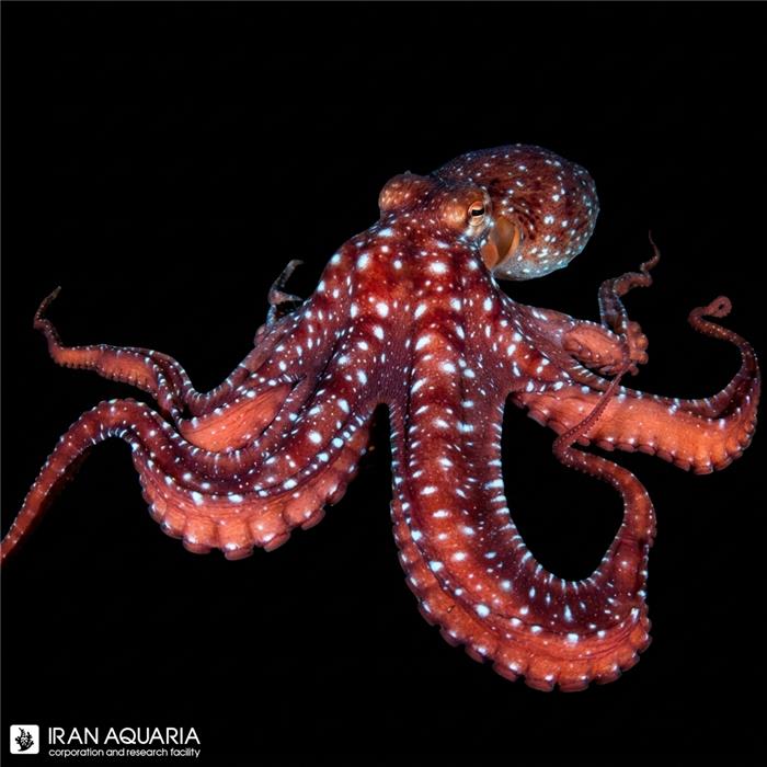 اختاپوس استاری نایت (Starry Night Octopus)