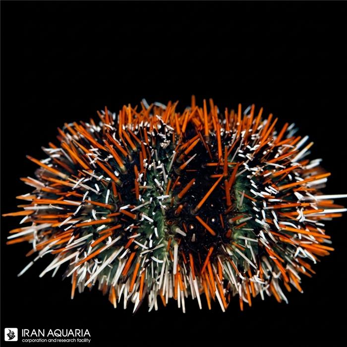 توتیا مولتی کالر (Multicolor Collector Urchin)