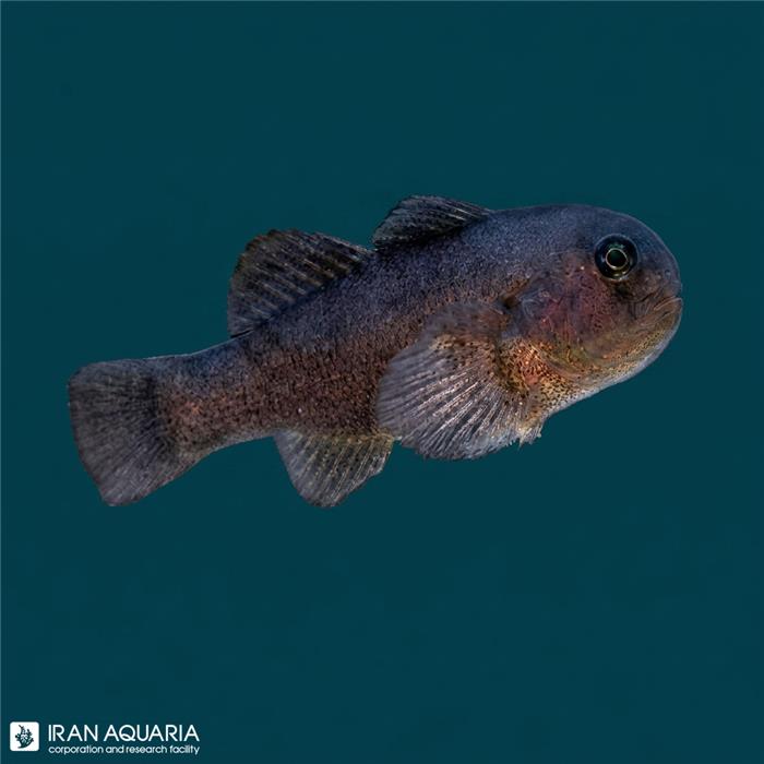 گوبیدون دارک کورال (Dark Coral Goby)