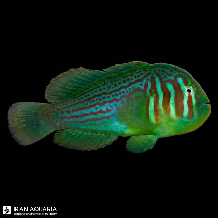 گابیدون دلقک سبز (Green Clown Goby)