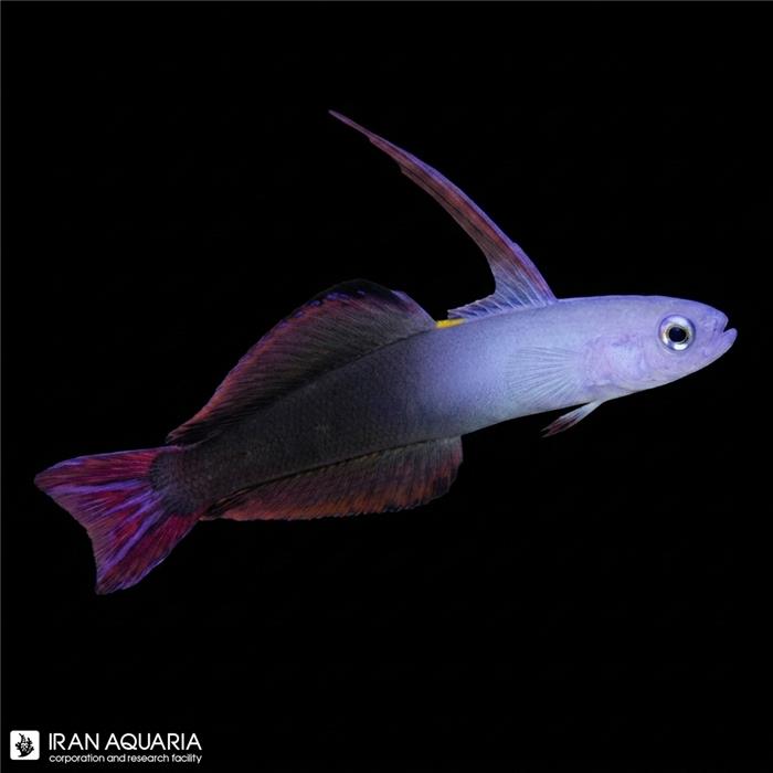 دارت فیش باله مشکی (Blackfin Dartfish)