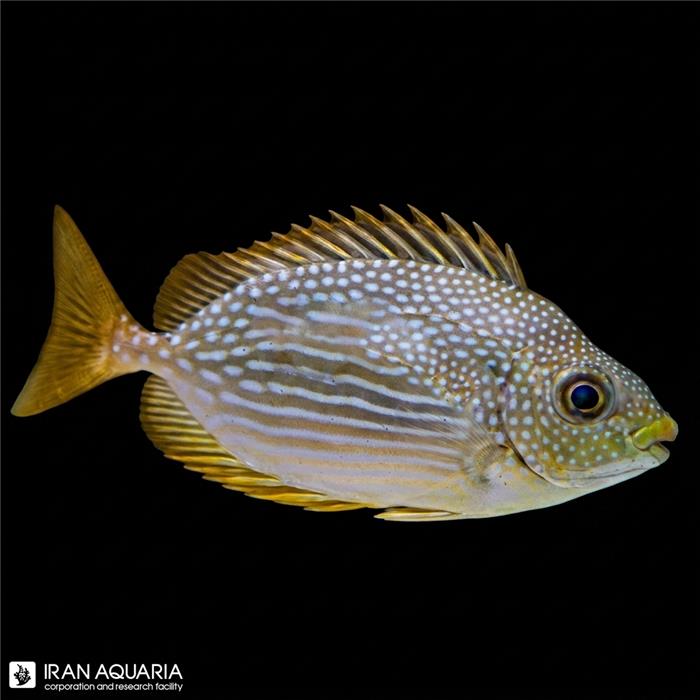 خرگوش ماهی جاوا (Java Rabbitfish)