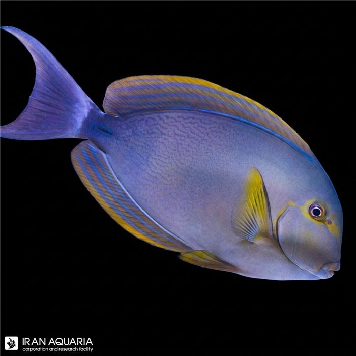 جراح ماهی باله زرد (Yellowfin Surgeonfish)