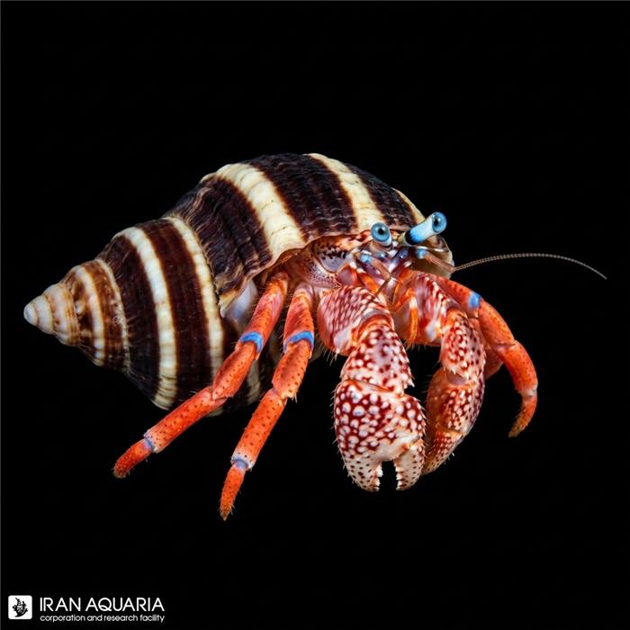 هرمیت چنگال سفید ( White Claw Hermit)