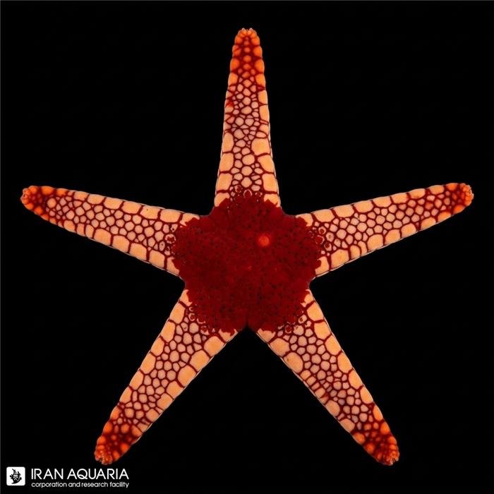 ستاره پپرمینت نارنجی (Orange Peppermint Sea Star)