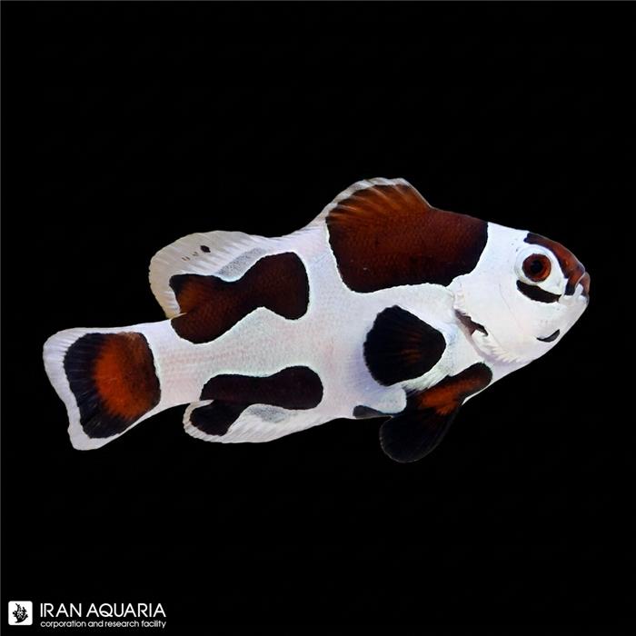 دلقک ماهی موکا استورم وارداتی (Mocha Storm Clownfish )