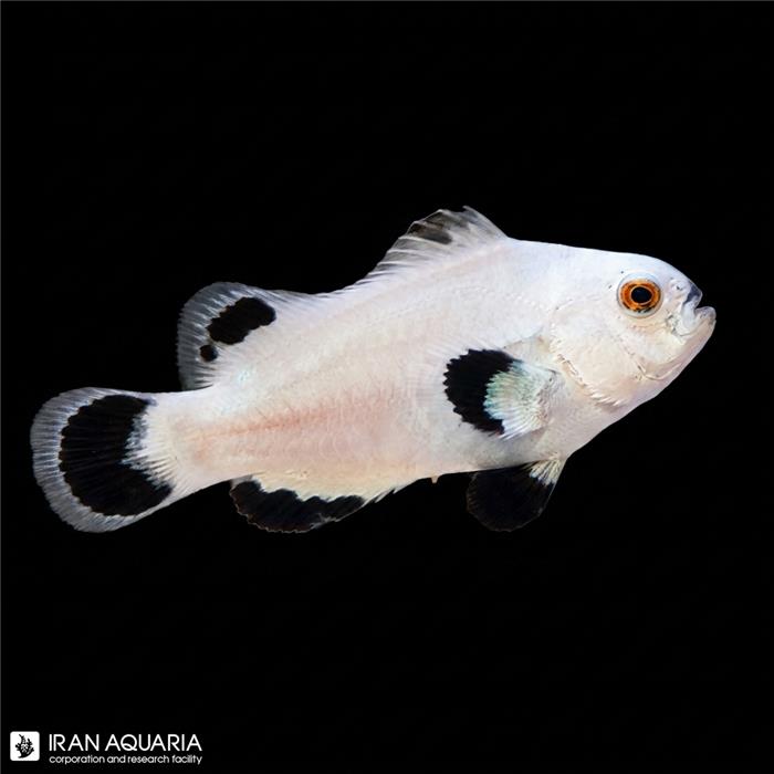 دلقک ماهی وایت استورم وارداتی (Snow Storm Clownfish )