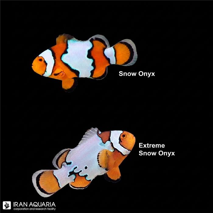 دلقک ماهی  اسنو اونیکس وارداتی (Snow Onyx Clownfish)