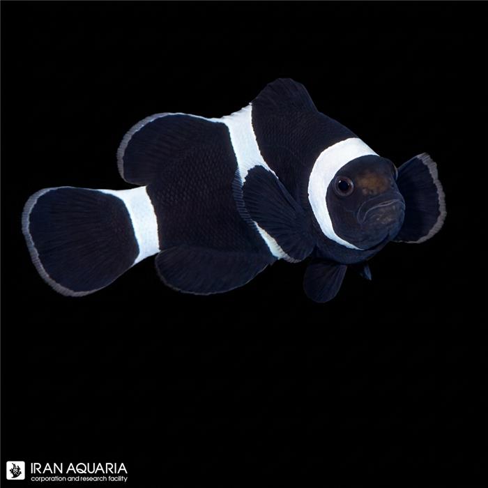 دلقک ماهی بلک اسلاریس داروین وارداتی (Darwin Black Ocellaris Clownfish)