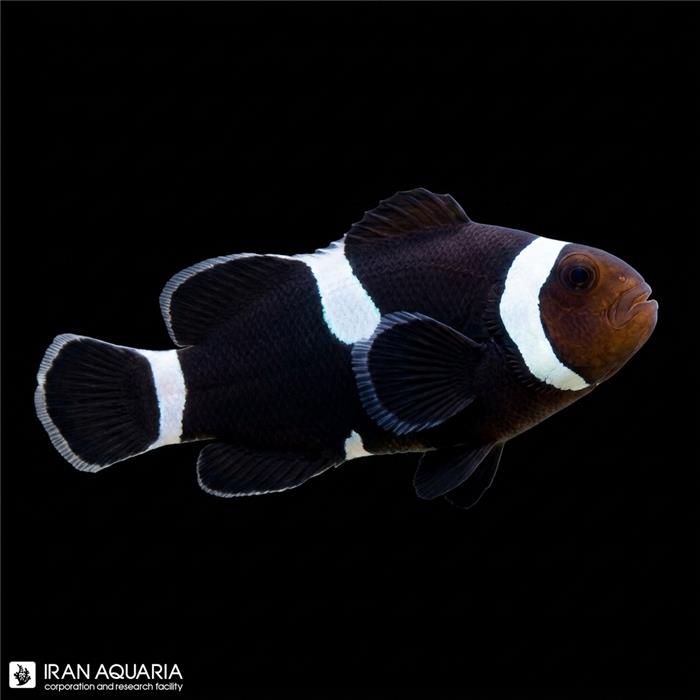 دلقک ماهی بلک اسلاریس داروین میسبار وارداتی ( Darwin Misbar Clownfish)