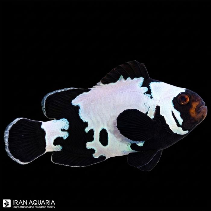 دلقک ماهی بلک آیس واردانی (Black Ice Clownfish )