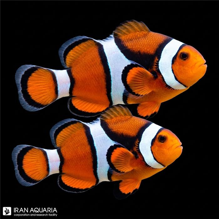 دلقک ماهی بلک پرکولا وارداتی (Black Percula Clownfish)