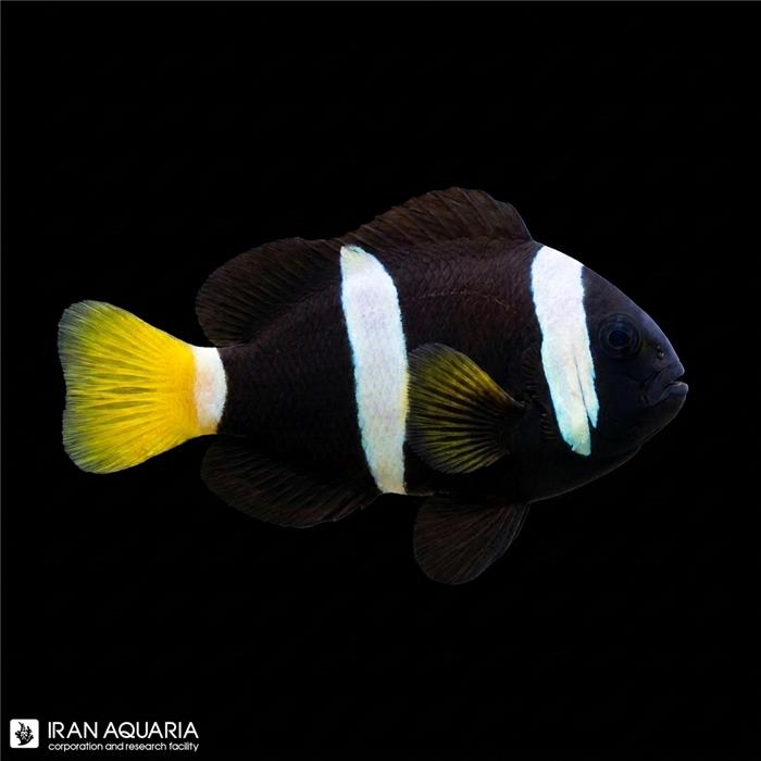 دلقک ماهی کلارکی استرالیایی وارداتی (Australlian Clarki Fish)