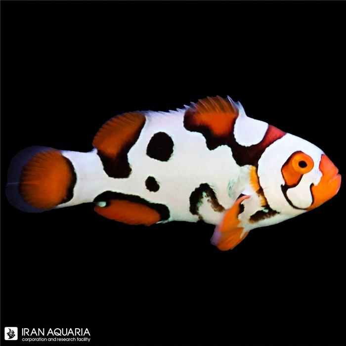 دلقک ماهی هلمت الترا گرید وارداتی (Helmet Clownfish)